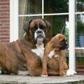 Boxer