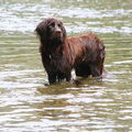 Duitse Staande Hond, Langhaar