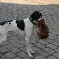 Engelse Pointer