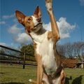 Podenco Ibicenco