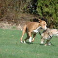 Podenco Ibicenco