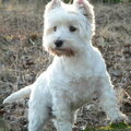West Highland White Terrier