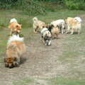 Eurasier