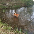 Shiba Inu