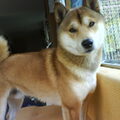 Shiba Inu