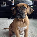 Boxer