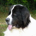 Landseer