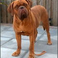 Bordeauxdog