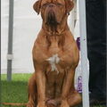 Bordeauxdog