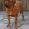 Bordeauxdog