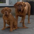 Bordeauxdog