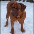 Bordeauxdog