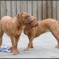 Bordeauxdog