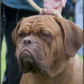Bordeauxdog