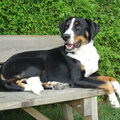 Appenzeller Sennenhond