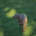 Weimaraner