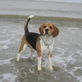 Beagle