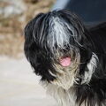 Tibetaanse Terrier