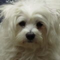 Maltezer