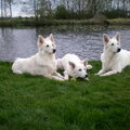 Zwitserse Witte Herder