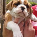 Old English Bulldog