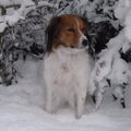 Kooikerhondje