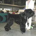 Zwarte Russische Terrier