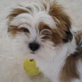 Lhasa Apso