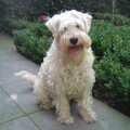 Irish Softcoated Wheaten Terriër