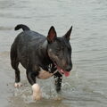 Bull Terrier