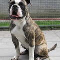 Old English Bulldog