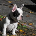Franse Bulldog