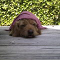 Basset Fauve de Bretagne
