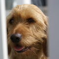 Basset Fauve de Bretagne