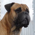 Bullmastiff