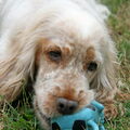 Engelse Cocker Spaniel