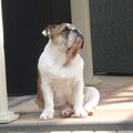 Engelse Bulldog