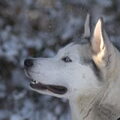 Siberische Husky
