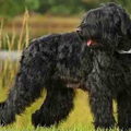 Zwarte Russische Terrier
