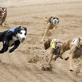 Whippet