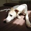 Whippet