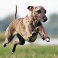 Whippet