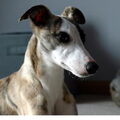 Whippet