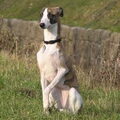 Whippet