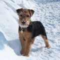 Welsh Terrier