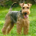 Welsh Terrier