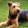 Welsh Terrier