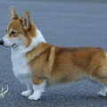 Welsh Corgi Pembroke