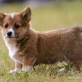 Welsh Corgi Pembroke