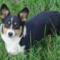Welsh Corgi Pembroke